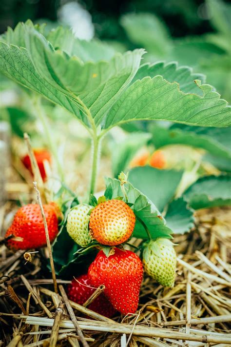 How Far Apart To Plant Strawberries For The Biggest Juiciest Berries