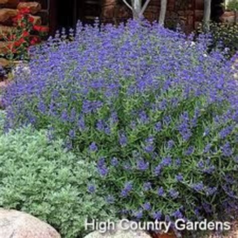 Plantfiles Blue Mist Spiraea Bluebeard Caryopteris X Clandonensis