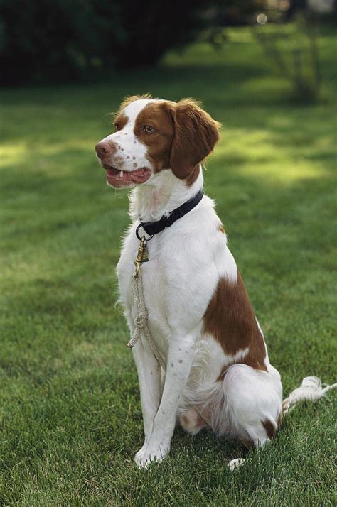 Portrait Of A Brittany Spaniel Photograph By Paul Damien