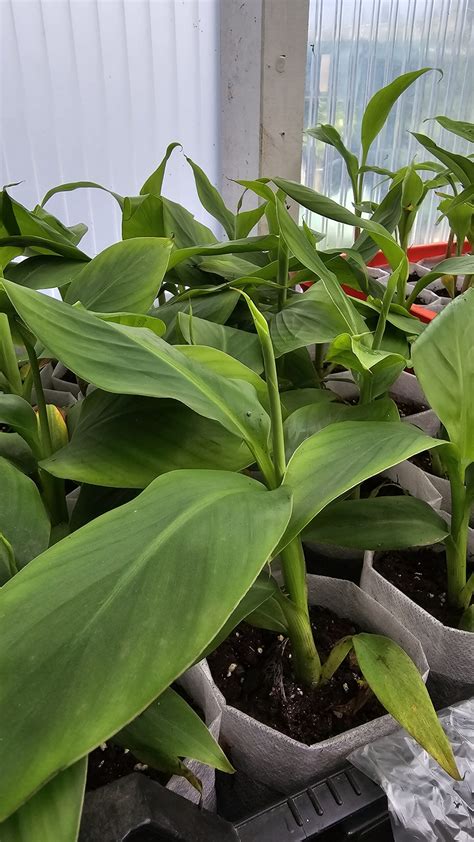 Musa Sikkimensis Red Tiger Darjeeling Banane