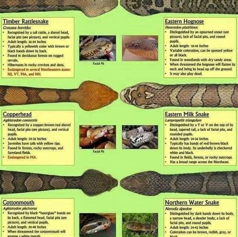 How To Tell The Difference Between A Venomous Snake Vs Non Venomous