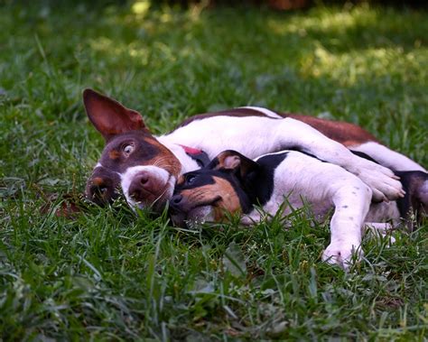 Rat Terrier Males — Above The Barr Terriers