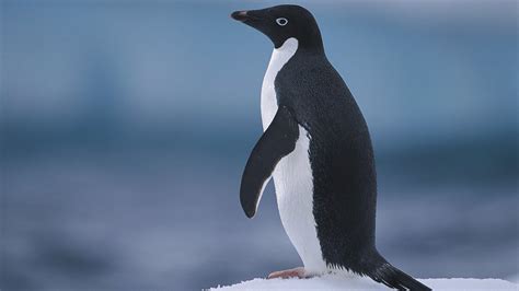 Adelie Penguin Population Off East Antarctic Coast In Rapid Decline