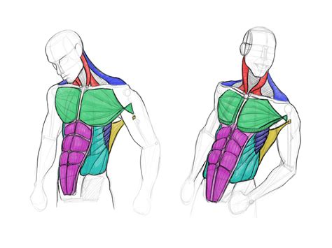 Analytical Figure Drawing: Torso on Behance