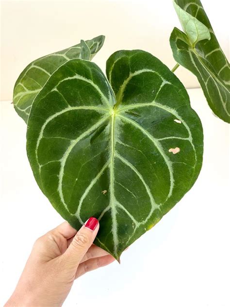 Anthurium King of Spades x Dorayaki 傢俬家居 園藝 植物及種子 Carousell