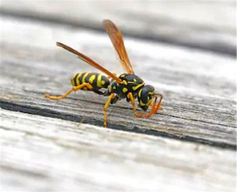 wasp exterminator near me prices - Valrie Hedrick