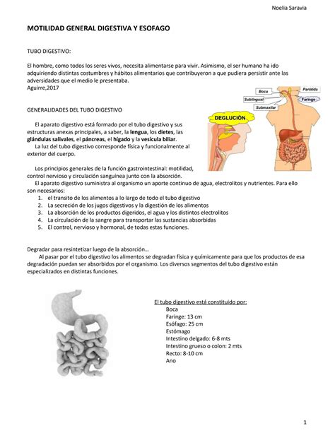 SOLUTION Res Menes Sistema Gastrointestinal Histolog A Anatomia