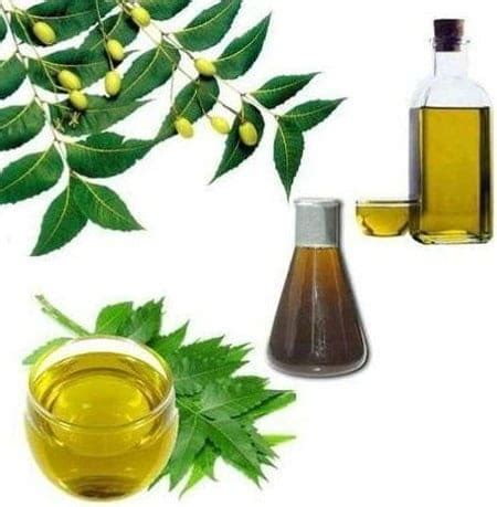 Aceite De Neem Un Insecticida Natural Para Las Plantas