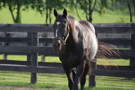 Kentucky's Greatest: See champion horses at Kentucky farms - The ...