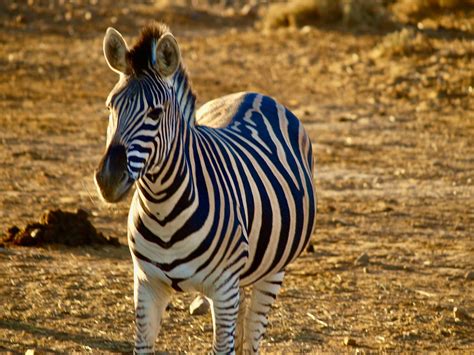 Zebra Safari Africa Free Photo On Pixabay Pixabay