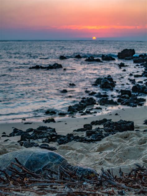 Sea turtle enjoying the sunset at Makalawena Beach, Hawaii [OC ...