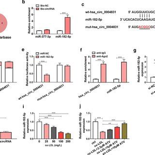 MiR 182 5p Was A Target Of Hsa Circ 0004831 A MiR 182 5p And