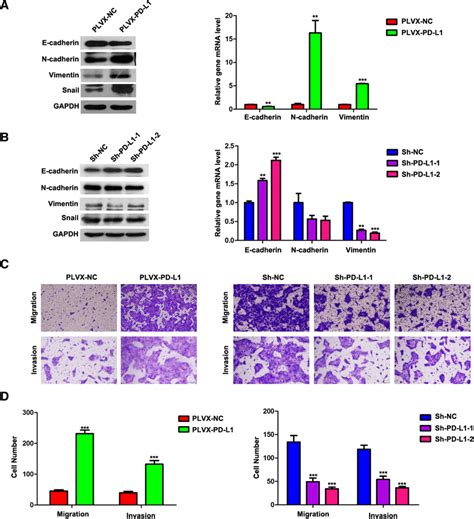 PD L1 Induced EMT And Promoted Migration And Invasion A And B