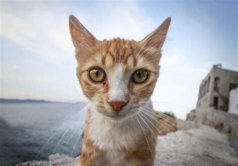 We Took Funny Animal Mugshots Whilst Traveling Around The World