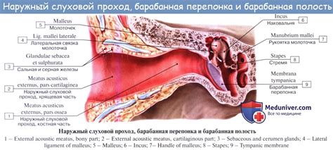 Анатомия: Барабанная перепонка, membrana tympani. Сосуды и нервы ...