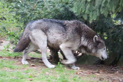 Pregnant Wolf Nearing Den For Pup Birth