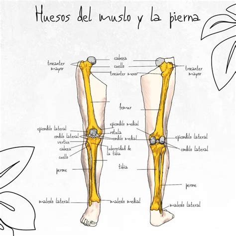 Refinamiento arpón Whitney huesos piernas anatomia Filadelfia balsa Faial