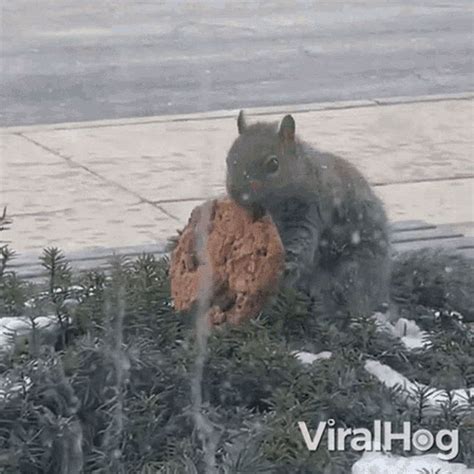 Squirrel Eating Cookie Viralhog  Squirrel Eating Cookie Viralhog