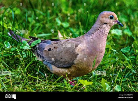 Mourning Dove Zenaida Macroura A Graceful Dove That Lives Throughout