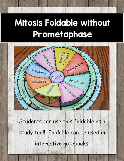 Pdf Mitosis Foldable Without Prometaphasejonas Science Weebly