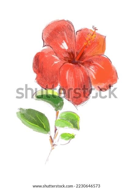 Hibiskus Vector Illustration Flower Vector Painting Stock Vector