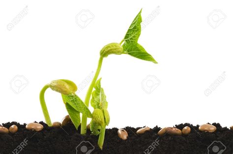 Germinating Bean Seed In Soil Against White Bean Seeds Seeds Beans