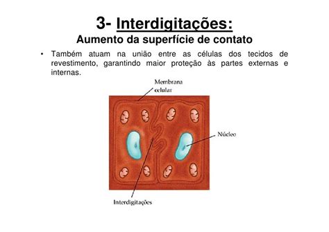 Membranas Interdigitais - Citologia e membrana celular
