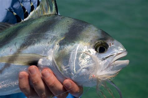 Roosterfish: Catching Them and Understanding This Mysterious Species