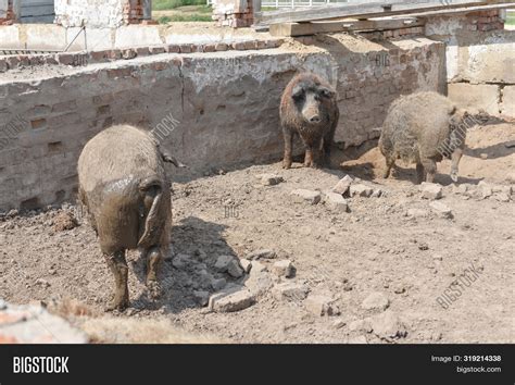 Happy Pig Rolling Mud Image And Photo Free Trial Bigstock