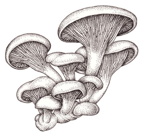 Oyster Mushroom Pleurotus Ostreatus Lizzie Harper