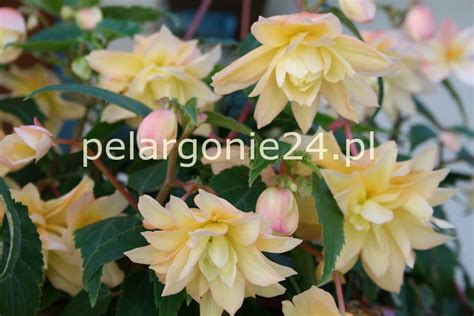 Begonia Cream Belleconia ziwsająca sadzonki pelargonie24.pl