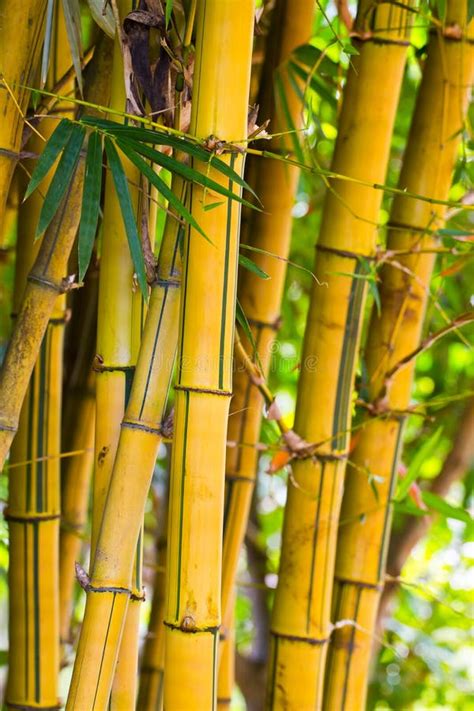 Bambu Amarelo Foto De Stock Imagem De Amarelo Bambu