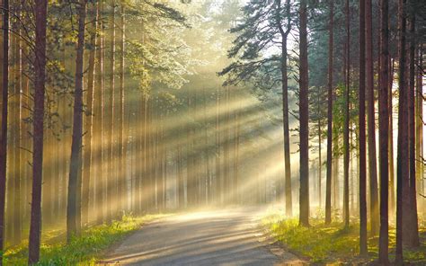 Wallpaper Sunlight Trees Forest Leaves Nature Reflection Grass