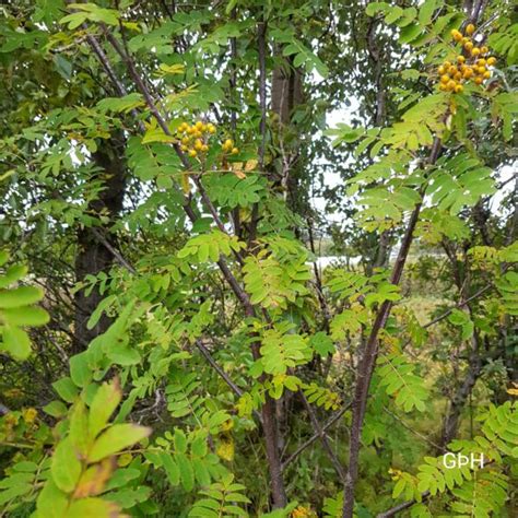 Sorbus Aucuparia Xanthocarpa Ilmreynir Xanthocarpa Me Gul Ber