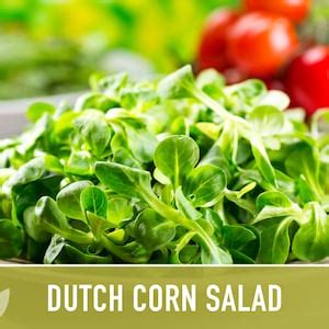 Corn Salad Dutch Mache Heirloom Seeds Fresh Salad Hardy Annual