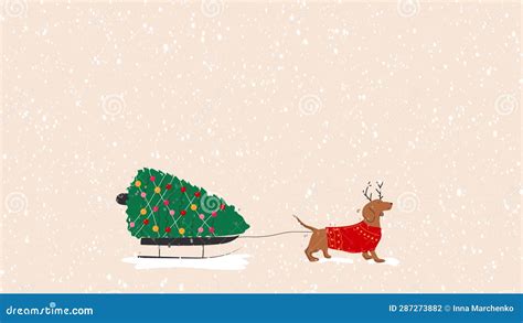 Dachshund Dog Pulls A Christmas Tree On A Sleigh Stock Footage Video