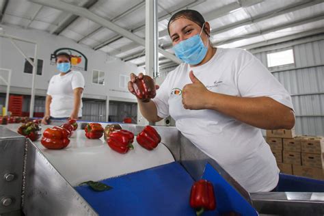 Superan Exportaciones Agroalimentarias Los 34 Mil 600 Mdd A Noviembre 86 Más Que El Mismo