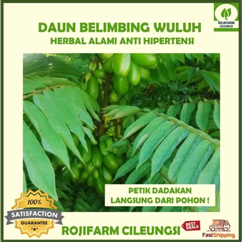 Jual Daun Belimbing Wuluh Segar Gr Kab Bogor Rojifarm Tokopedia