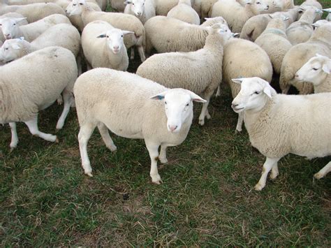 Dorper Sheep Truths And Myths Cornell Small Farms Sheep Breeds