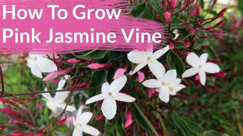 How To Grow Pink Jasmine Vine Jasminum Polyanthum Joy Us Garden