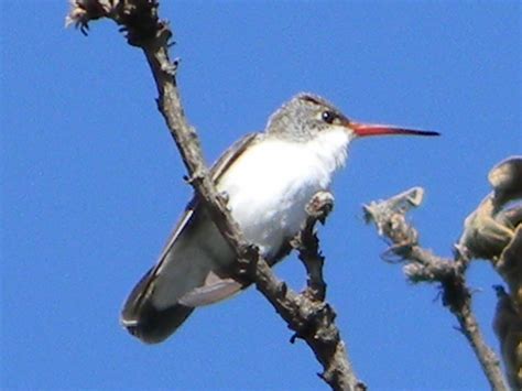 Alberga Cualtos 80 Por Ciento De Las Especies De Aves Que Habitan En La