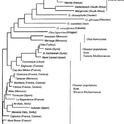 Dendrogram Based On Stp And Constructed With The Neighbor Joining