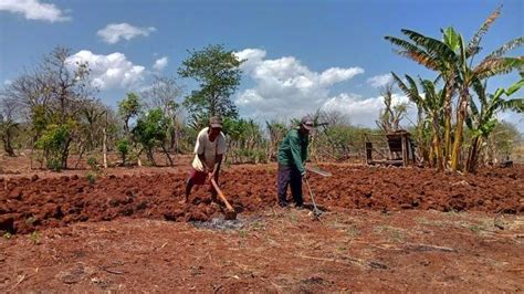 Pertanian Dominasi Pertumbuhan Ekonomi Ntt Persen Tribunflores