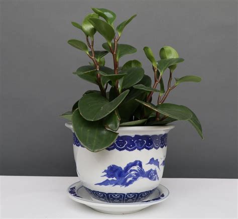 China Porzellan Blumentopf Blau Weiß mit Landschaft Ø 20cm Yajutang