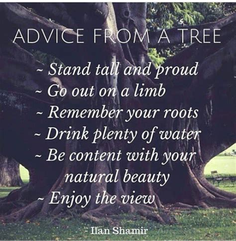 Advice From A Tree Tree Quotes Discover The Forest Good Advice