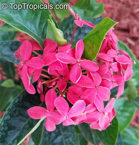 Ixora Sp Jungle Flame Needle Flower