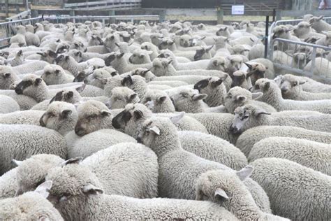 New Zealand sheep numbers continue to drop - Free