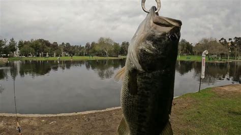 TROUT FISHING @ LOCAL PARK BUT GOT BIG BASS. – Bass Manager | The Best ...