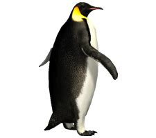 Imperator penguin PNG image
