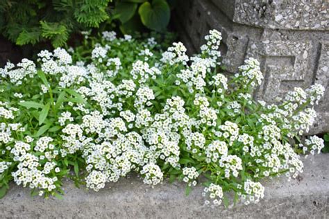 How To Plant Sweet Alyssum In Your Garden Tricks To Care